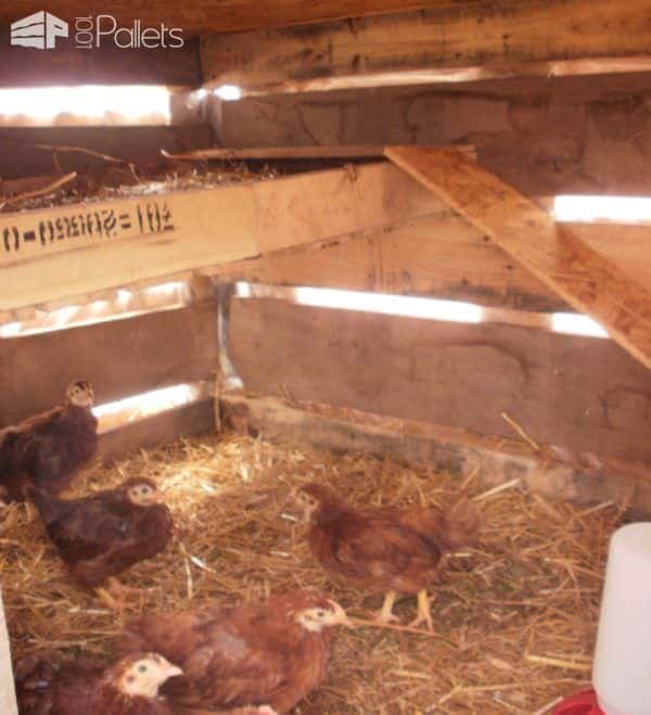 Pallets Chicken Coop Animal Pallet Houses & Pallet Supplies Pallets Chicken Coop Animal Pallet Houses & Pallet Supplies