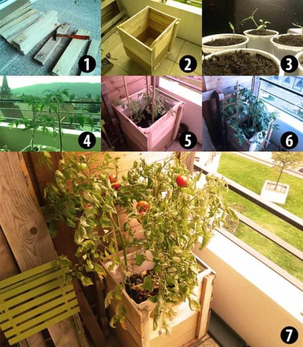 Pallet Tomatoes Planter Pallet Planters & Compost Bins 