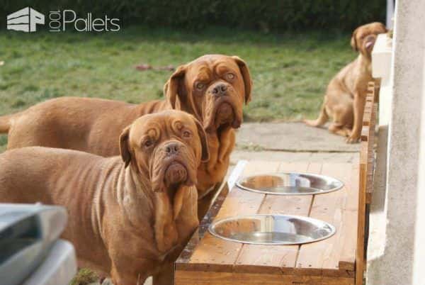 Pallet Dog Feeder Animal Pallet Houses & Pallet Supplies Pallet Dog Feeder Animal Pallet Houses & Pallet Supplies