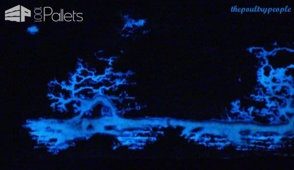 A Pallet Christmas Tree With Glow In The Dark Captured Lightning! Pallet Home Accessories A Pallet Christmas Tree With Glow In The Dark Captured Lightning! Pallet Home Accessories