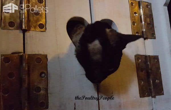 Pallet Indoor Cat House Animal Pallet Houses & Pallet Supplies Pallet Indoor Cat House Animal Pallet Houses & Pallet Supplies