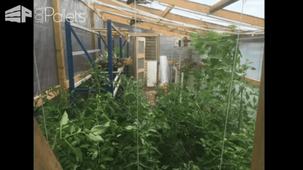 40$ Pallet Greenhouse Timelapse Video Pallets in the Garden 40$ Pallet Greenhouse Timelapse Video Pallets in the Garden