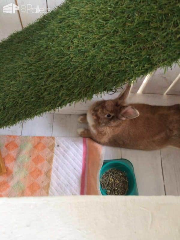 Two-story Pallet Rabbit Hutch Animal Pallet Houses & Pallet Supplies Two-story Pallet Rabbit Hutch Animal Pallet Houses & Pallet Supplies