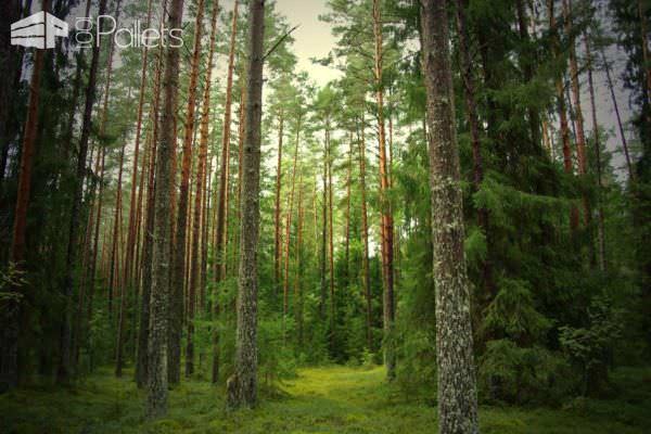 Learn How to Identify the Different Types of Pallet Wood! Learn How to Identify the Different Types of Pallet Wood!