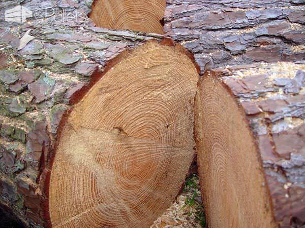 Learn How to Identify the Different Types of Pallet Wood! Learn How to Identify the Different Types of Pallet Wood!