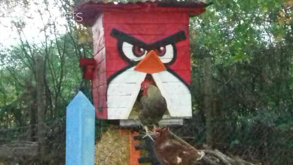 Terrific Angry Bird Chicken Coop/Poulailler Anti Renard Angry Birds Animal Pallet Houses & Pallet Supplies Terrific Angry Bird Chicken Coop/Poulailler Anti Renard Angry Birds Animal Pallet Houses & Pallet Supplies
