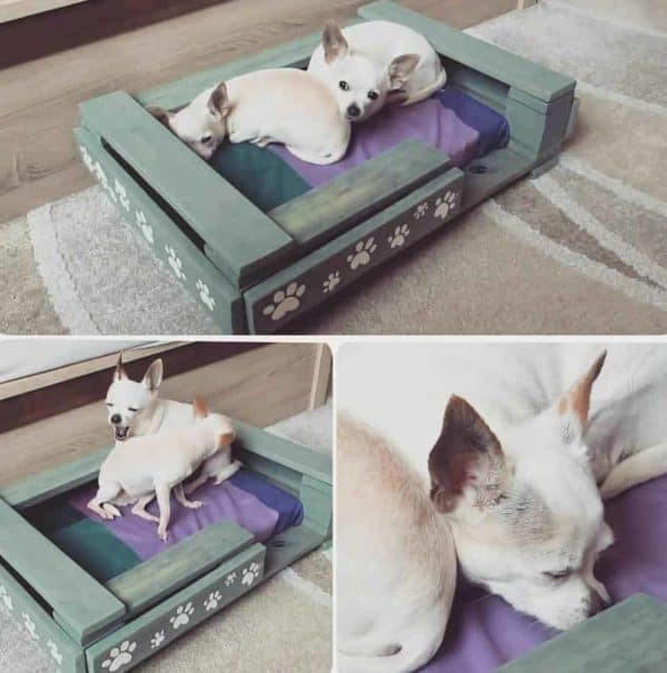 How You Can Create Cute Pet Beds Using Pallets Animal Pallet Houses & Pallet Supplies Pallet Tutorials How You Can Create Cute Pet Beds Using Pallets Animal Pallet Houses & Pallet Supplies Pallet Tutorials