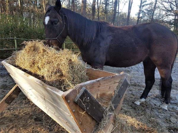 Pallet Hay Bins – Horses Love Using Them Animal Pallet Houses & Pallet Supplies Pallet Hay Bins – Horses Love Using Them Animal Pallet Houses & Pallet Supplies