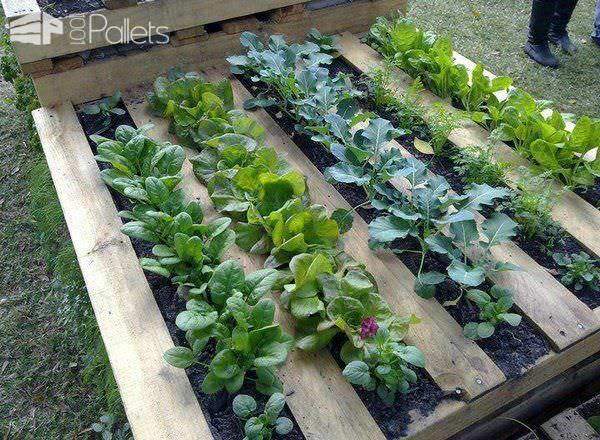 4 Easy Steps: Create Your Own Pallet Garden DIY Pallet Tutorials Pallet Planters & Compost Bins 4 Easy Steps: Create Your Own Pallet Garden DIY Pallet Tutorials Pallet Planters & Compost Bins