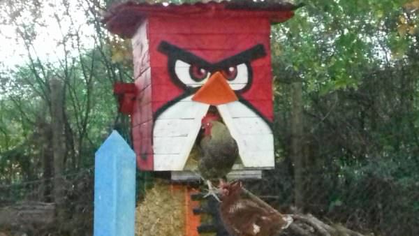 Our Best Pallet Chicken Coops, Hutches & Cages Animal Pallet Houses & Pallet Supplies Our Best Pallet Chicken Coops, Hutches & Cages Animal Pallet Houses & Pallet Supplies