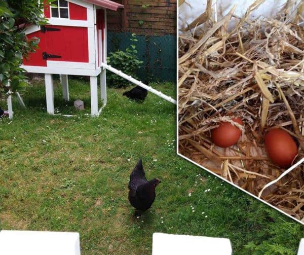 Our Best Pallet Chicken Coops, Hutches & Cages Animal Pallet Houses & Pallet Supplies Our Best Pallet Chicken Coops, Hutches & Cages Animal Pallet Houses & Pallet Supplies