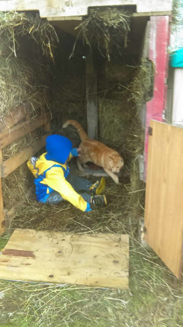 Pallet Cat Barn Keeps Kitty Purrfectly Warm! Animal Pallet Houses & Pallet Supplies Pallet Cat Barn Keeps Kitty Purrfectly Warm! Animal Pallet Houses & Pallet Supplies