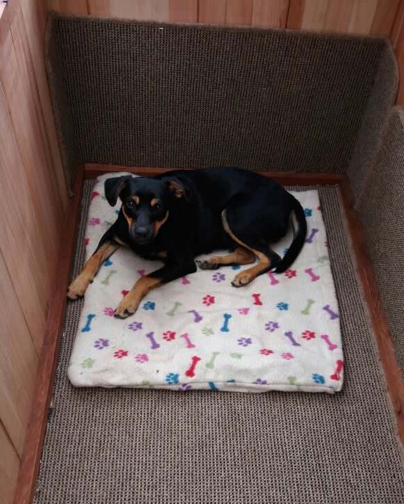 Party Perfect Pallet Patio Set Doubles As Pooch Palace Animal Pallet Houses & Pallet Supplies Lounges & Garden Sets Party Perfect Pallet Patio Set Doubles As Pooch Palace Animal Pallet Houses & Pallet Supplies Lounges & Garden Sets