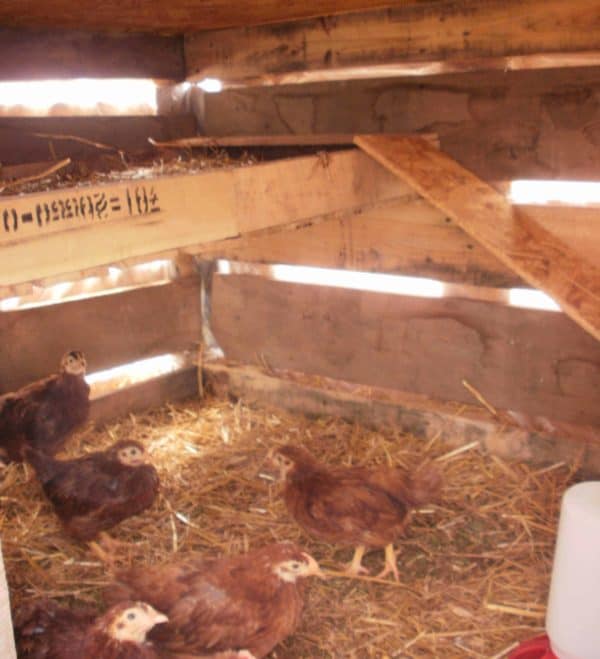 Our Best Pallet Chicken Coops, Hutches & Cages Animal Pallet Houses & Pallet Supplies Our Best Pallet Chicken Coops, Hutches & Cages Animal Pallet Houses & Pallet Supplies