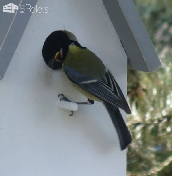 Sweet Little Pallet Nesting Box For Feathered Friends Animal Pallet Houses & Pallet Supplies DIY Pallet Tutorials Sweet Little Pallet Nesting Box For Feathered Friends Animal Pallet Houses & Pallet Supplies DIY Pallet Tutorials
