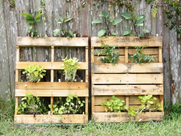 What Can I Grow in a Vertical Pallet Garden? Pallet Planters & Compost Bins What Can I Grow in a Vertical Pallet Garden? Pallet Planters & Compost Bins