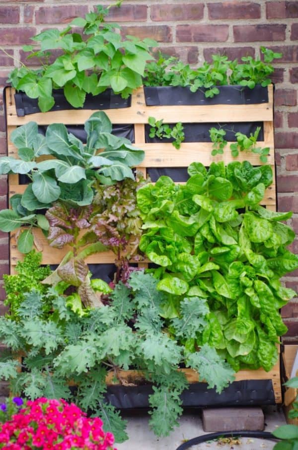 What Can I Grow in a Vertical Pallet Garden? Pallet Planters & Compost Bins What Can I Grow in a Vertical Pallet Garden? Pallet Planters & Compost Bins