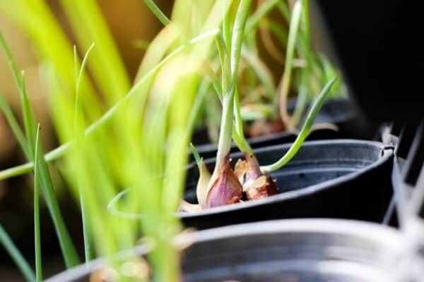 What Can I Grow in a Vertical Pallet Garden? Pallet Planters & Compost Bins What Can I Grow in a Vertical Pallet Garden? Pallet Planters & Compost Bins
