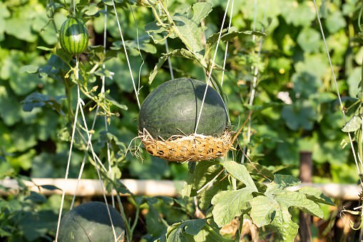 What Can I Grow in a Vertical Pallet Garden? Pallet Planters & Compost Bins What Can I Grow in a Vertical Pallet Garden? Pallet Planters & Compost Bins