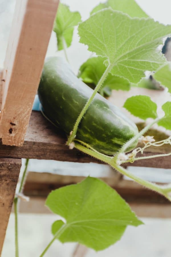 What Can I Grow in a Vertical Pallet Garden? Pallet Planters & Compost Bins What Can I Grow in a Vertical Pallet Garden? Pallet Planters & Compost Bins