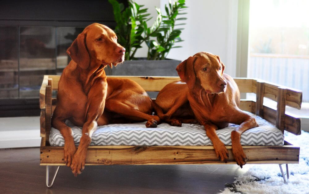 40+ Diy Pallet Dog Bed Ideas Animal Pallet Houses & Pallet Supplies 40+ Diy Pallet Dog Bed Ideas Animal Pallet Houses & Pallet Supplies