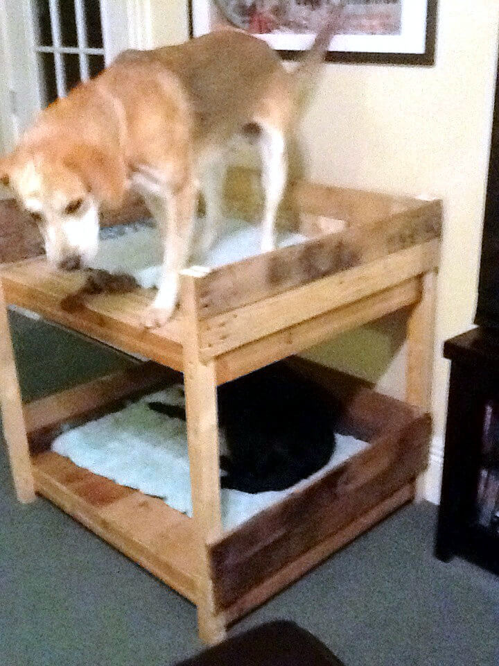40+ Diy Pallet Dog Bed Ideas Animal Pallet Houses & Pallet Supplies 40+ Diy Pallet Dog Bed Ideas Animal Pallet Houses & Pallet Supplies