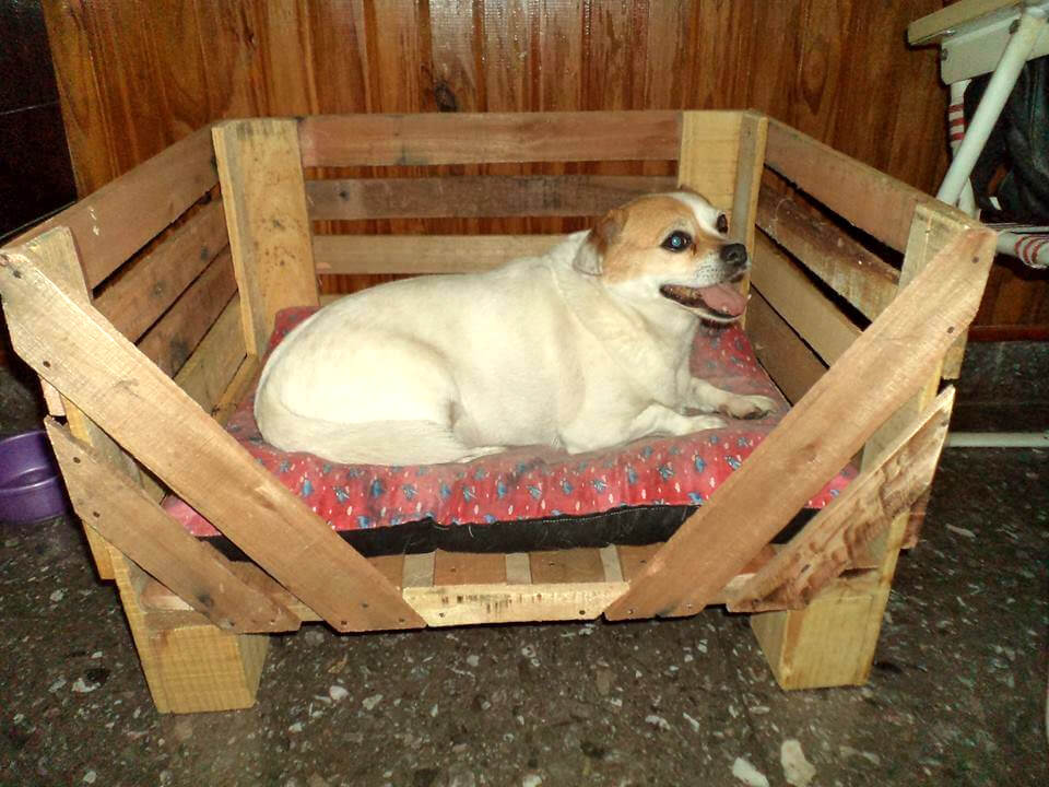 40+ Diy Pallet Dog Bed Ideas Animal Pallet Houses & Pallet Supplies 40+ Diy Pallet Dog Bed Ideas Animal Pallet Houses & Pallet Supplies