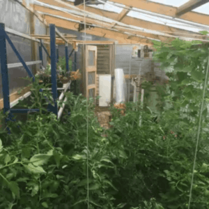 1001pallets.com-serre-greenhouse3