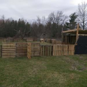 1001pallets.com-horse-pasture-and-shelter