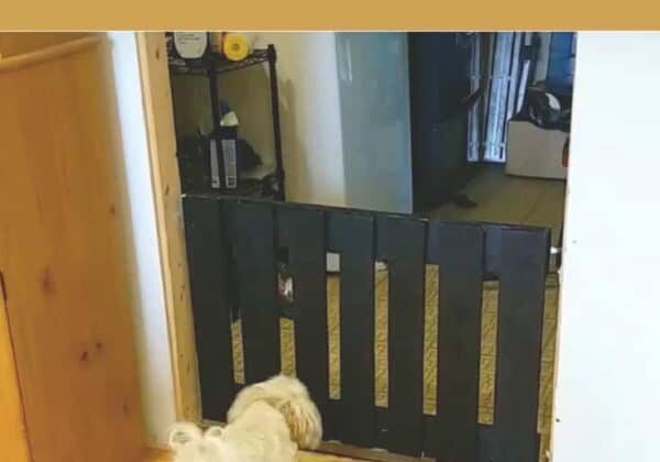 1001pallets.com-pallet-wood-gate-for-the-dog-02