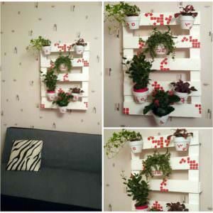 Plantes