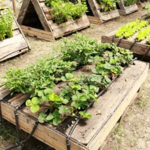 pallets-garden