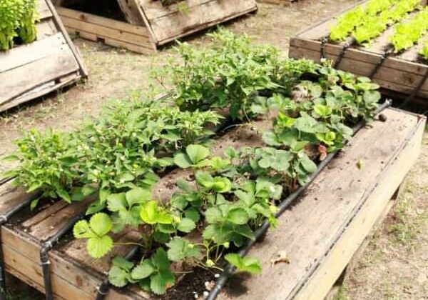 pallets-garden