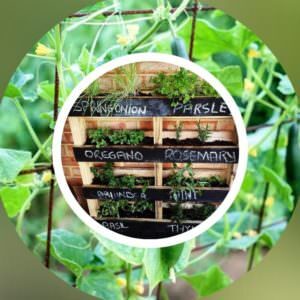 What can I grow in a vertical pallet garden
