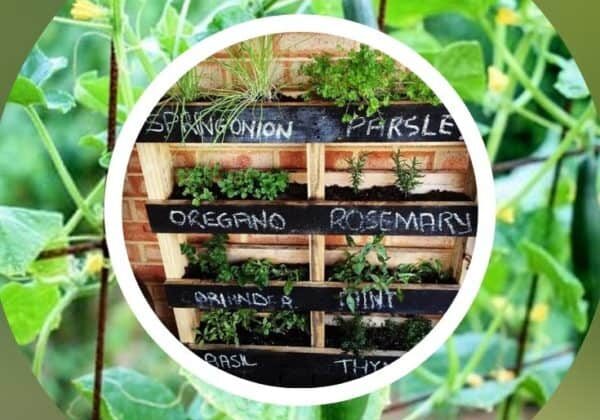 What can I grow in a vertical pallet garden